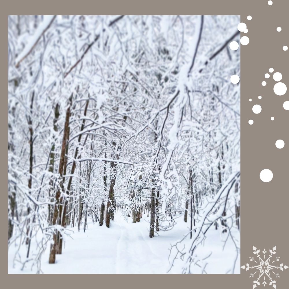 A very snowy woods from the Keweenaw Peninsula in Michigan's Upper Peninsula.