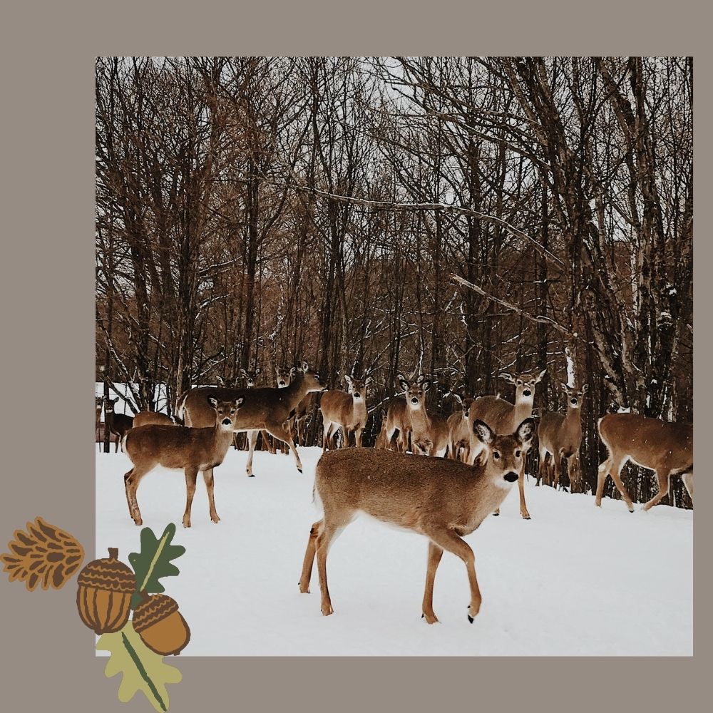 A close-up photo of a large group of whitetail deer standing in the snow and looking at the camera