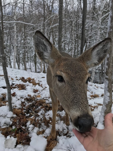 Whitetail deer eating out of hand in a snowy woods