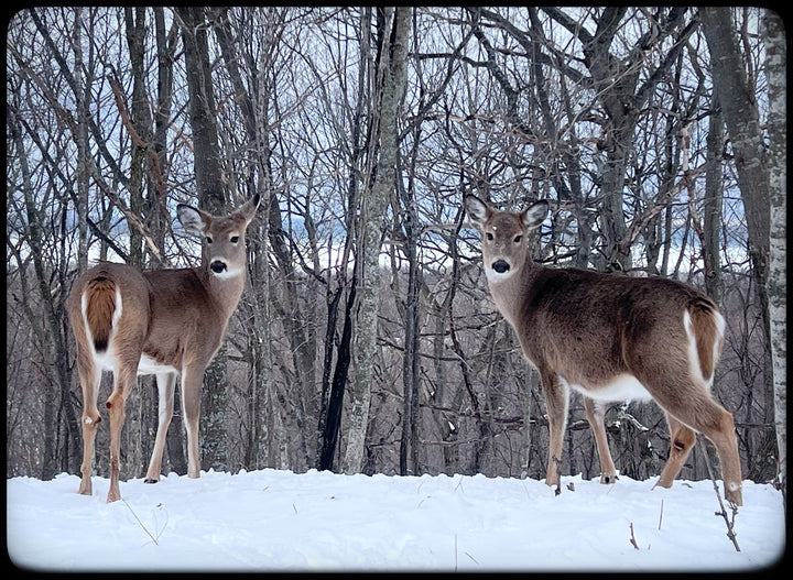2026 Peanut & Friends Monthly Calendar