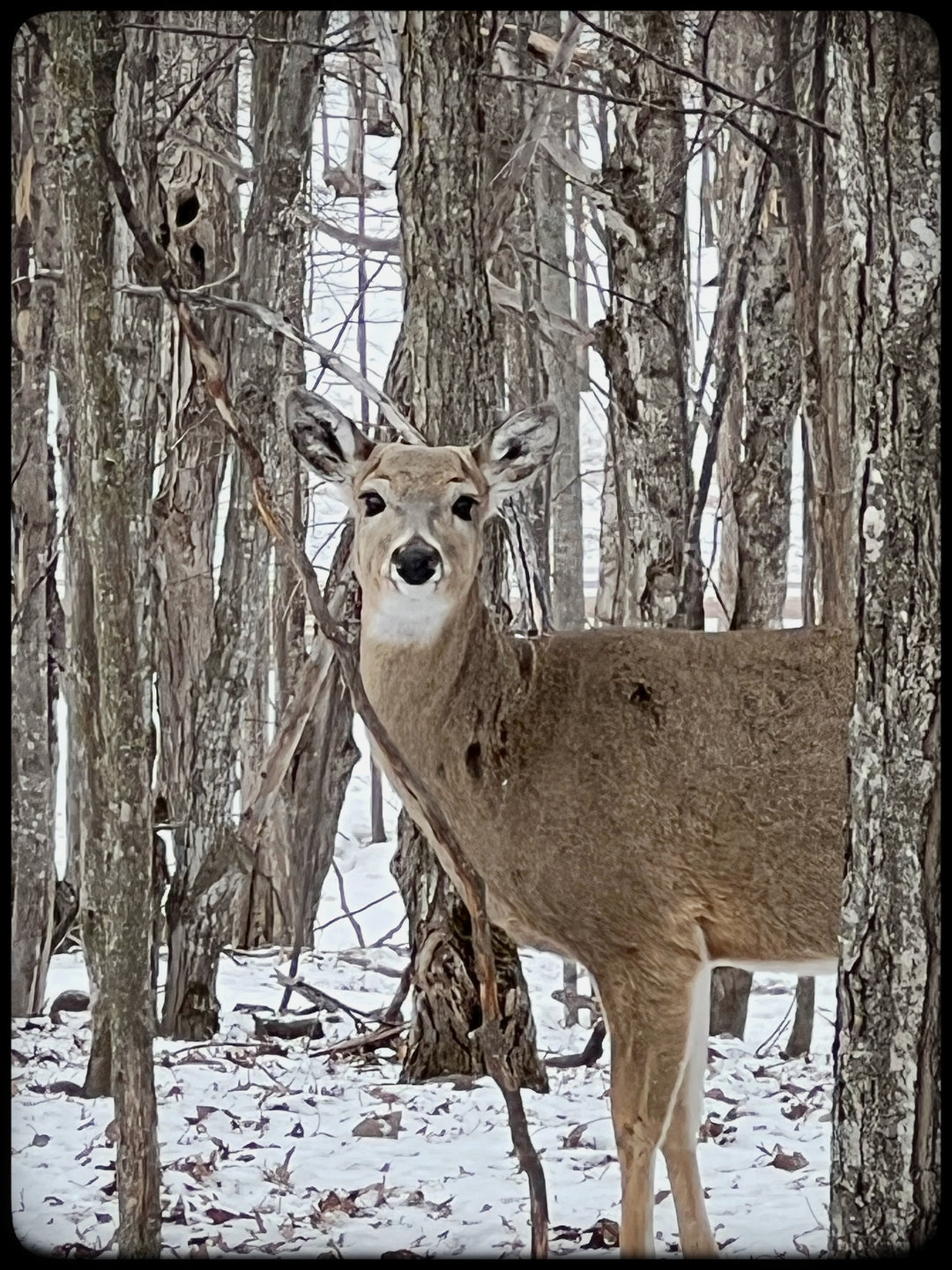 2026 Peanut & Friends Monthly Calendar