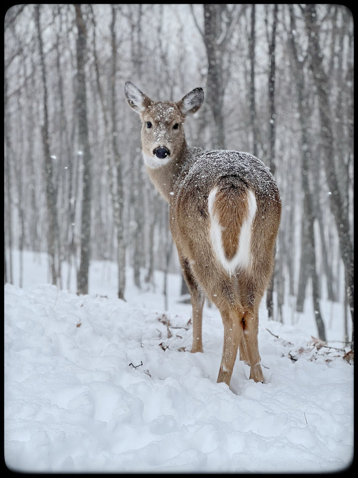 2026 Peanut & Friends Monthly Calendar
