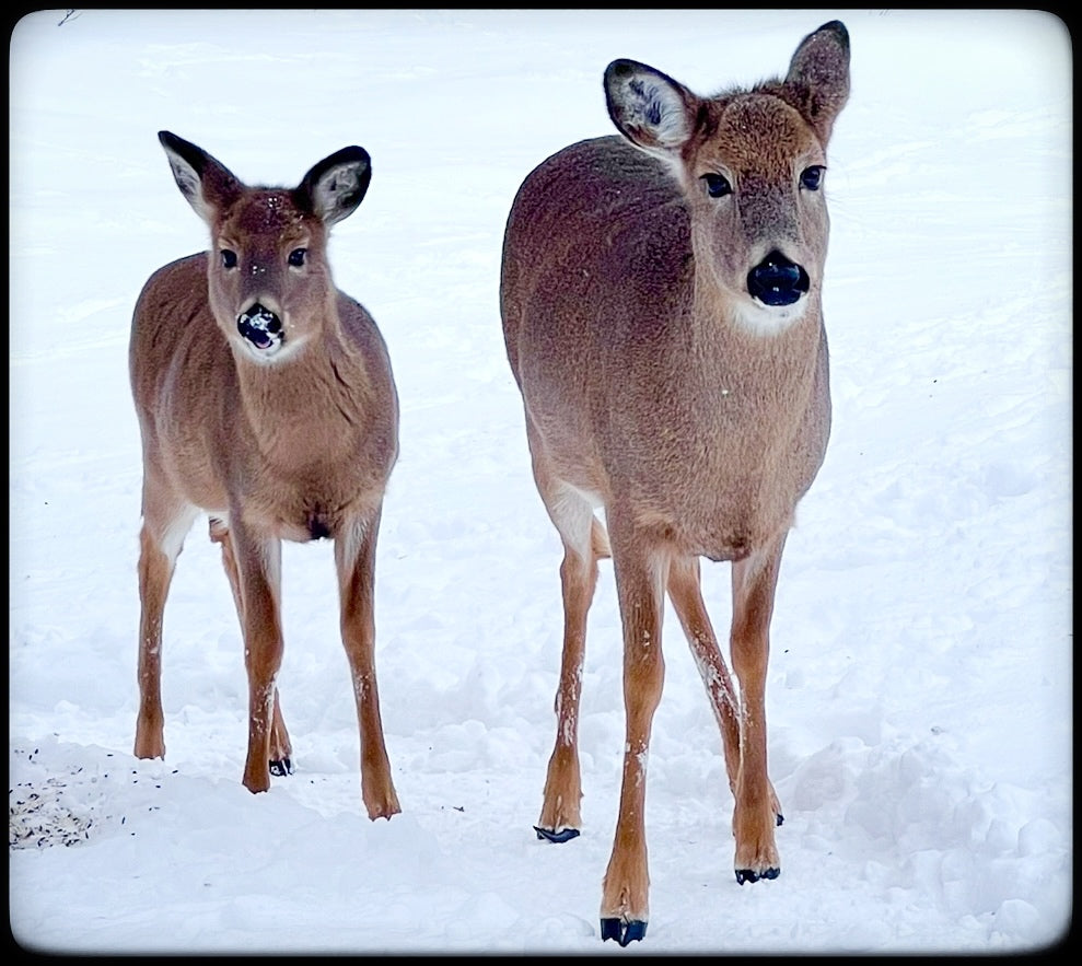 2026 Peanut & Friends Monthly Calendar
