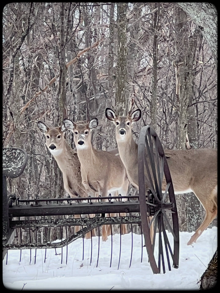 2026 Peanut & Friends Monthly Calendar