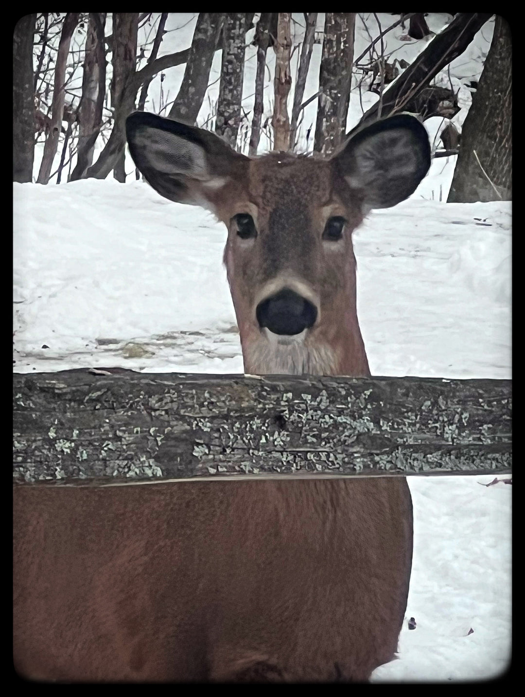 2026 Peanut & Friends Monthly Calendar