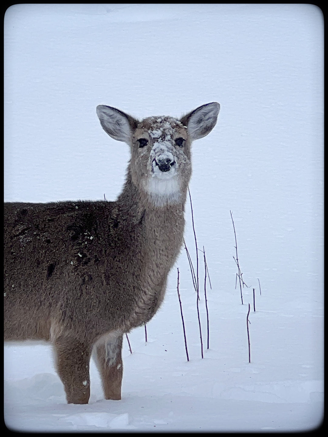 2026 Peanut & Friends Monthly Calendar