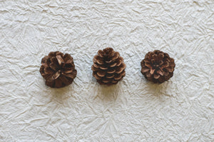 Three pine cones taken from above on a white, crinkled paper background.